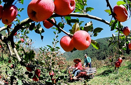 13 loại trái cây bạn có thể tới thu hoạch khi du lịch Đài Loan