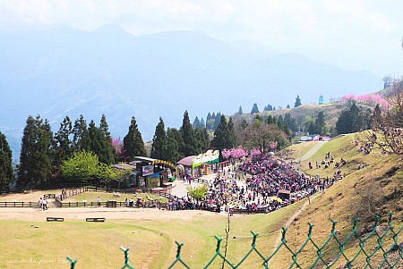 Cingjing Farm- Một Thụy Sĩ Thu Nhỏ Giữa Lòng Đài Loan Cingjing Farm- Một Thụy Sĩ Thu Nhỏ Giữa Lòng Đài Loan