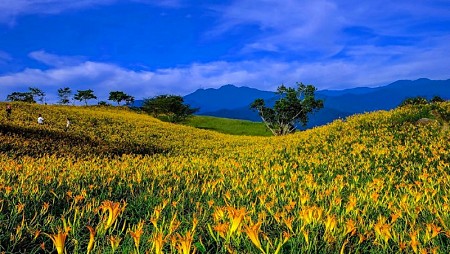 Đốn tim trước rừng hoa Kim Châm tại Đài Loan