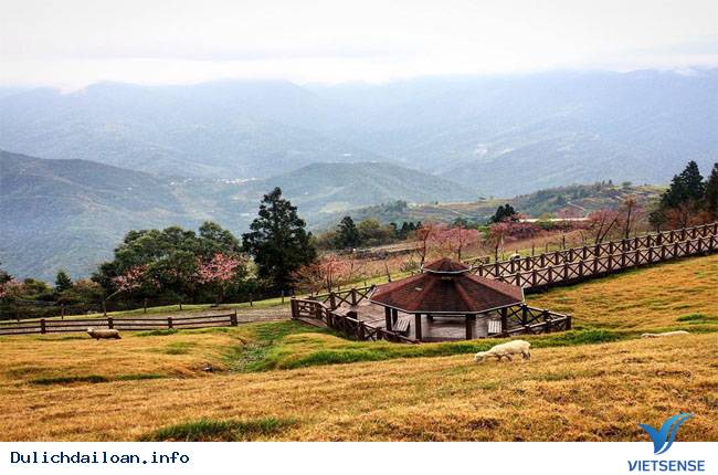 Cingjing Farm- Một Thụy Sĩ Thu Nhỏ Giữa Lòng Đài Loan - Ảnh 5 Cingjing Farm- Một Thụy Sĩ Thu Nhỏ Giữa Lòng Đài Loan - Ảnh 5