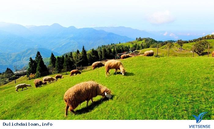 Cingjing Farm- Một Thụy Sĩ Thu Nhỏ Giữa Lòng Đài Loan - Ảnh 4 Cingjing Farm- Một Thụy Sĩ Thu Nhỏ Giữa Lòng Đài Loan - Ảnh 4