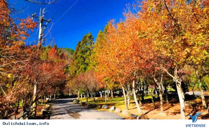 Vi Vu Đài Loan Mùa Nào Đẹp Nhất Trong Năm - Ảnh 1