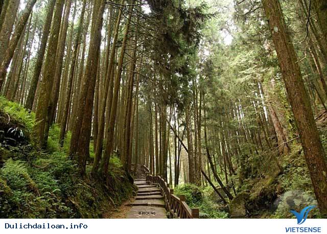 Rừng Alishan Rừng Alishan