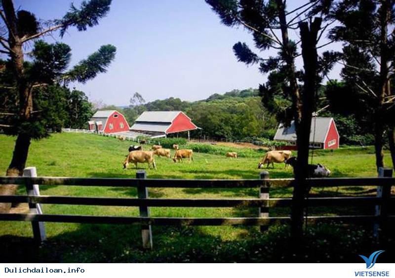 Hâp dẫn: Trang trại Bò bay - Ảnh 1