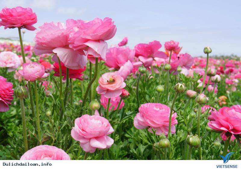 Sửng sốt trước trang trại Hoa Lộ - Ảnh 1