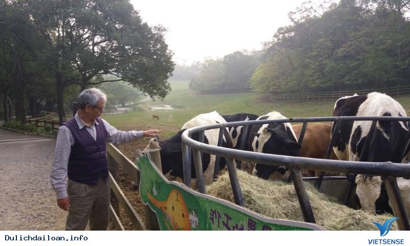 Hâp dẫn: Trang trại Bò bay - Ảnh 2