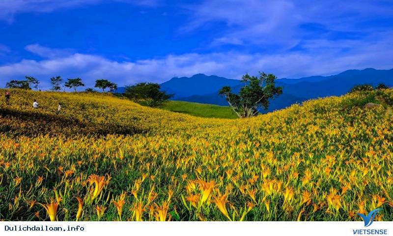 Hoa Kim Châm tại Đài Loan - Ảnh 1 Hoa Kim Châm tại Đài Loan - Ảnh 1