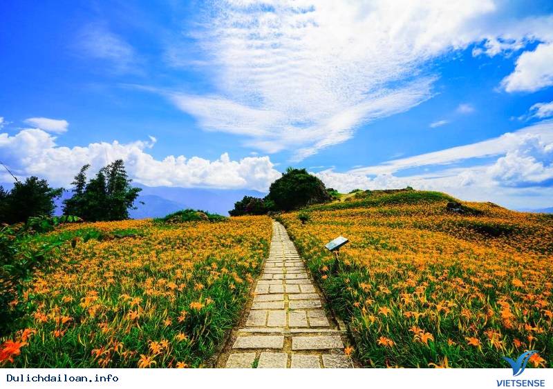 Hoa Kim Châm tại Đài Loan - Ảnh 3 Hoa Kim Châm tại Đài Loan - Ảnh 3