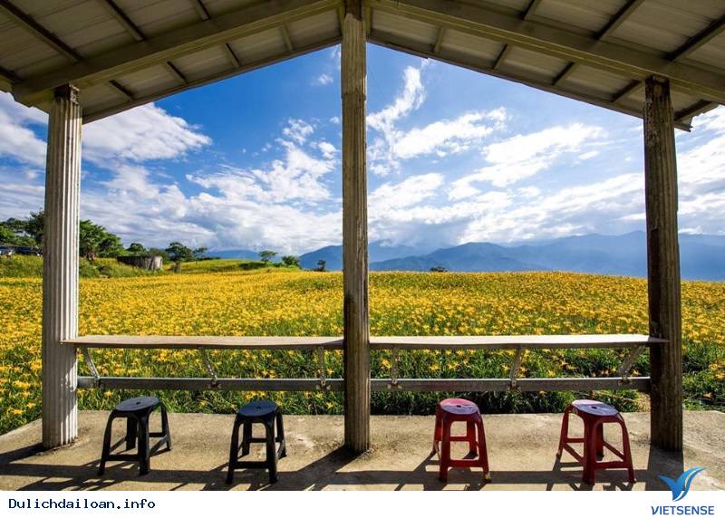 Hoa Kim Châm tại Đài Loan - Ảnh 9 Hoa Kim Châm tại Đài Loan - Ảnh 9