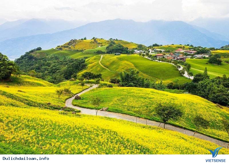 Hoa Kim Châm tại Đài Loan - Ảnh 4 Hoa Kim Châm tại Đài Loan - Ảnh 4