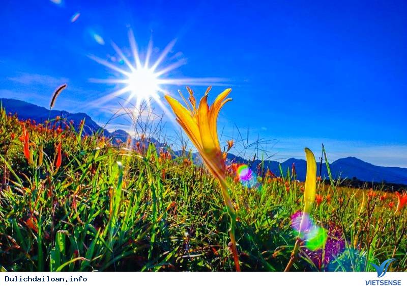 Hoa Kim Châm tại Đài Loan - Ảnh 2 Hoa Kim Châm tại Đài Loan - Ảnh 2