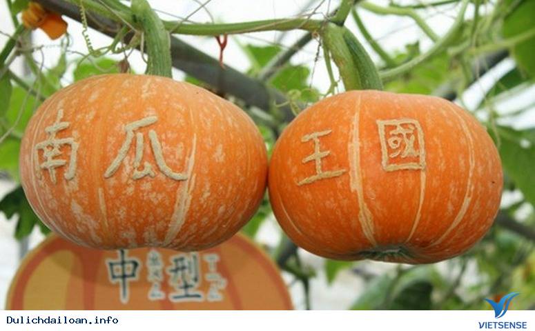 Wanshun Farm – Nông trại bí ngô